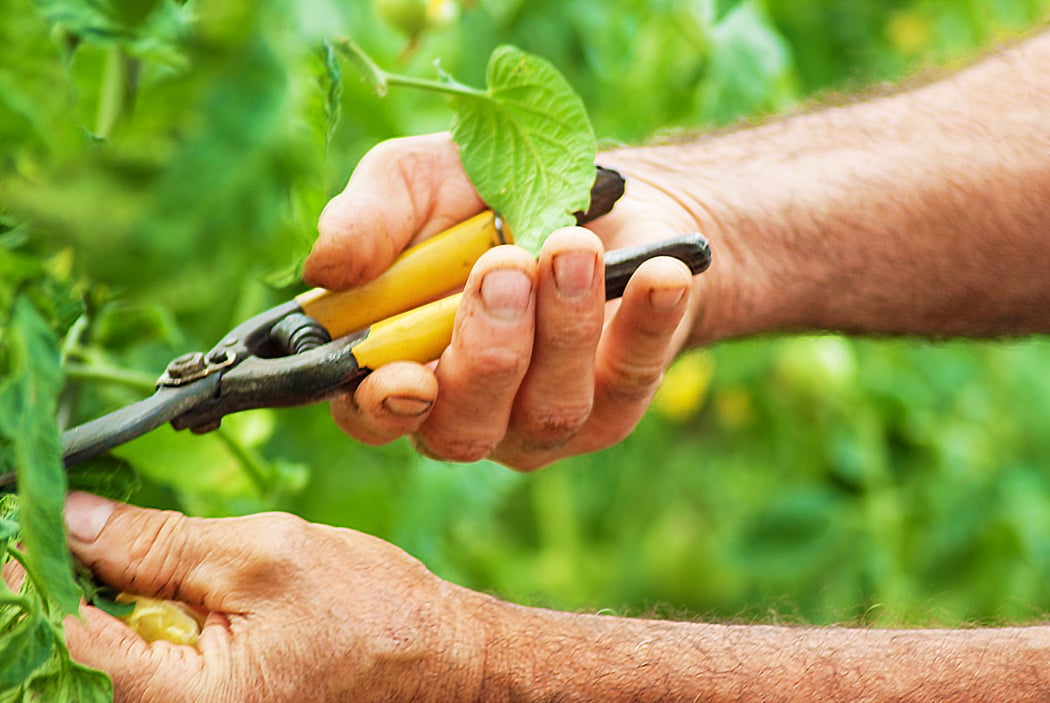 gardener working at garden