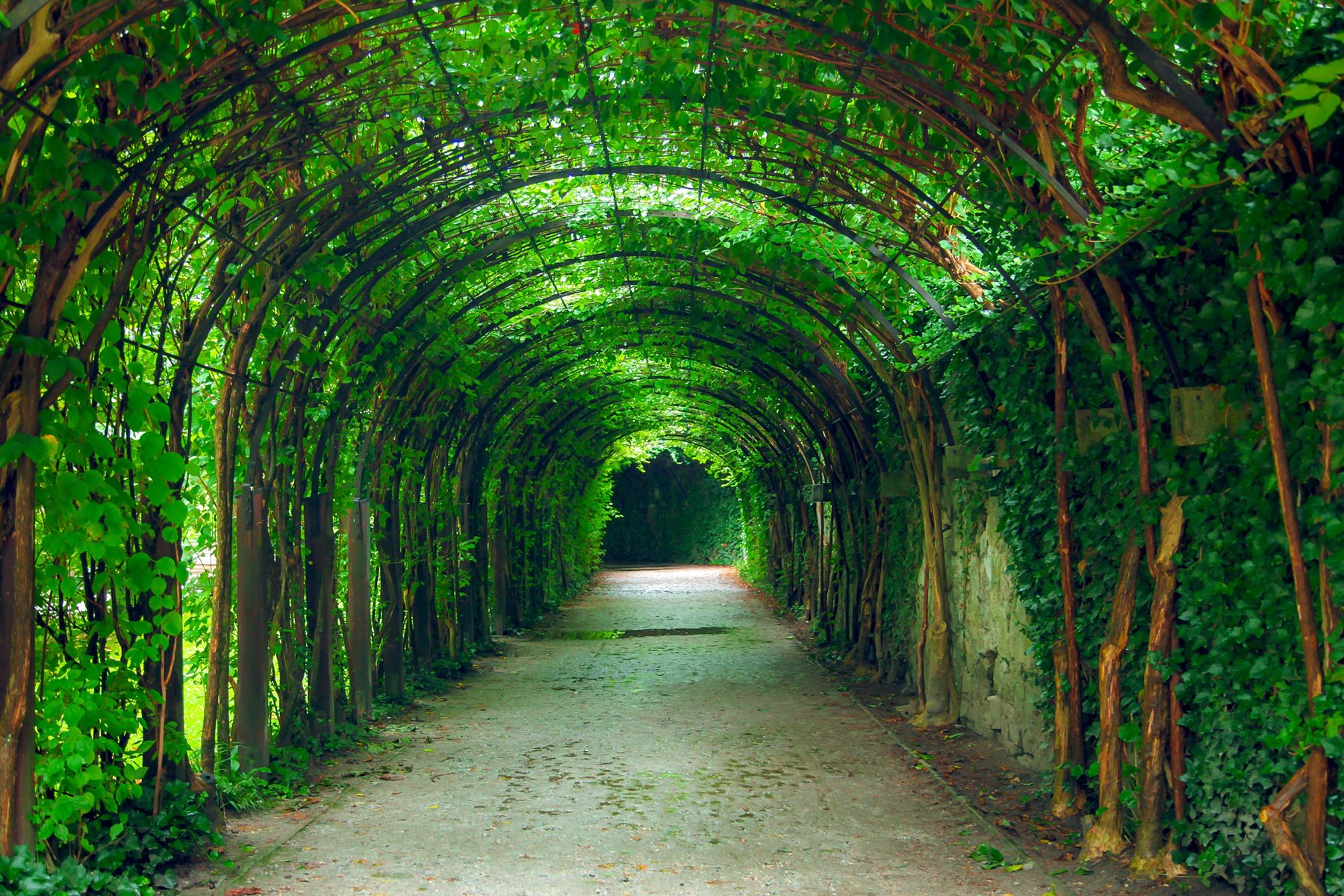 Tunnel in the Garden