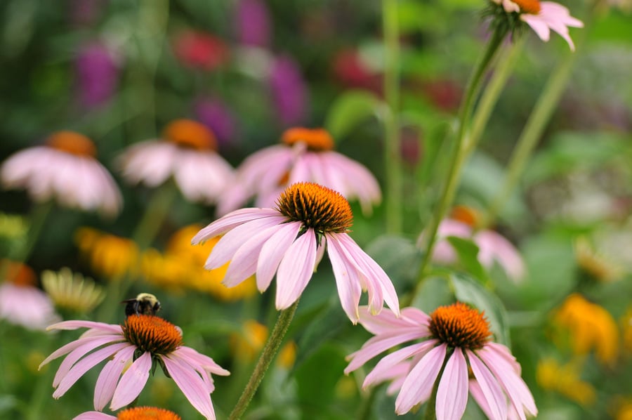 Perennial Garden