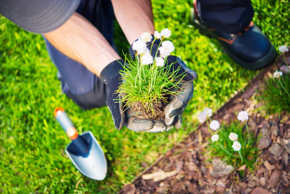 Gardener Replanting Flowers