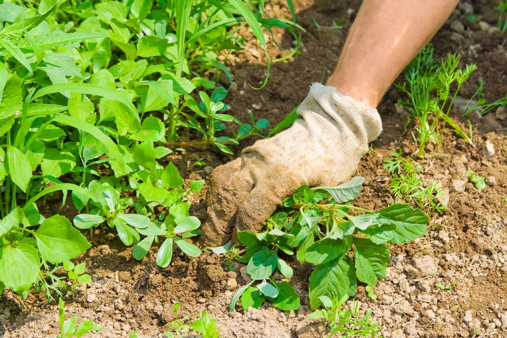 Weeding garden